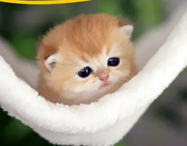 Kedilere de nafaka bağlandı