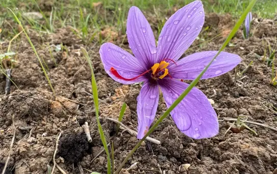 Kilosunun fiyatı 600 bin TL’ye çıktı, görmek isteyen tarlaya akın etti