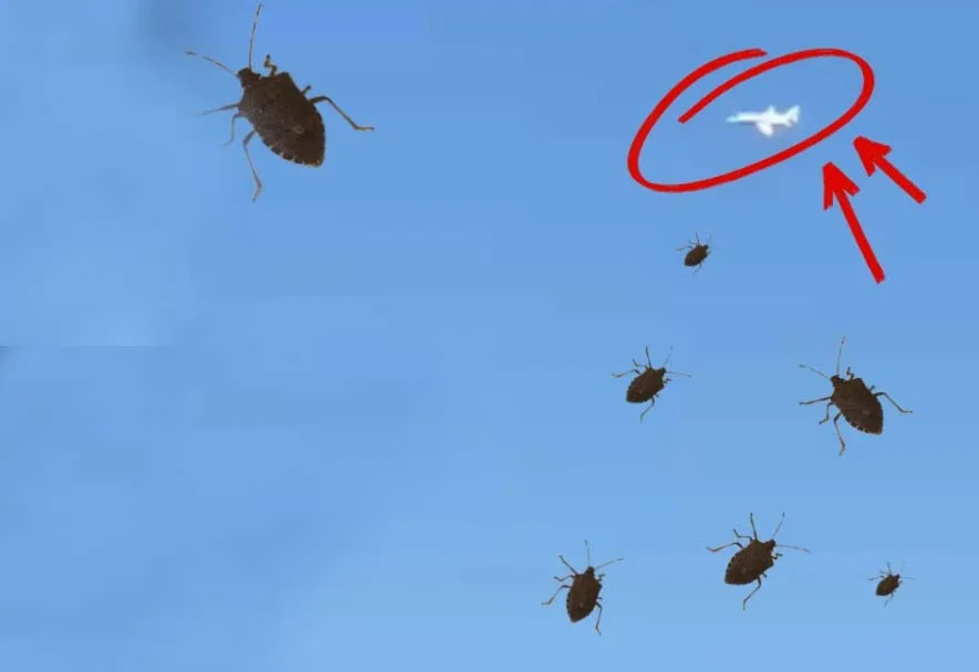 Zonguldak’taki İstilanın Sebebi, Giresun’daki İddia mı?