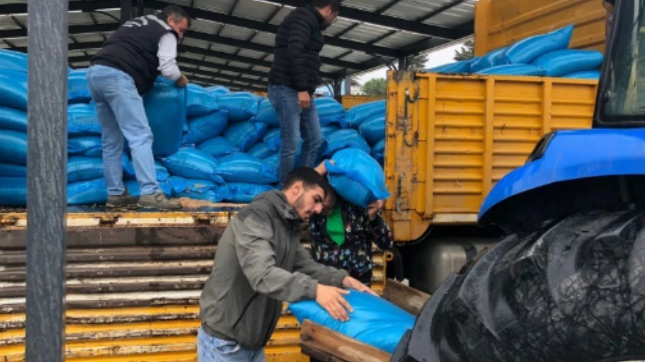 Hayvancılara tritikale desteği