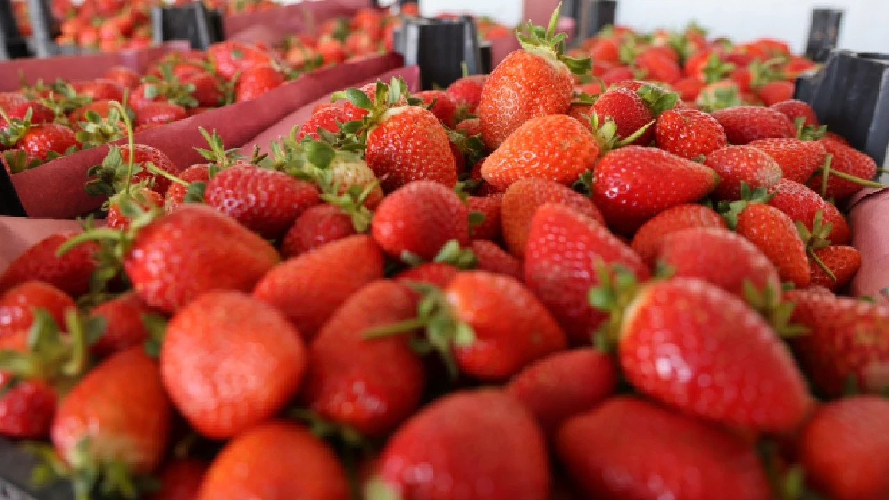 Talebe yetişemiyorlar! Yayladan İspanya’ya…