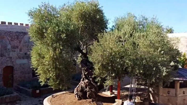 1358 yaşındaki zeytin ağacı hasat ediliyor