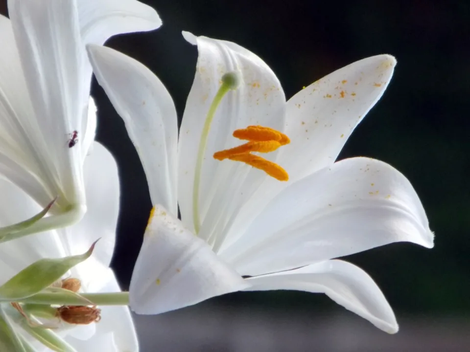 Zarif Ve Hoş Kokulu Zambaklar