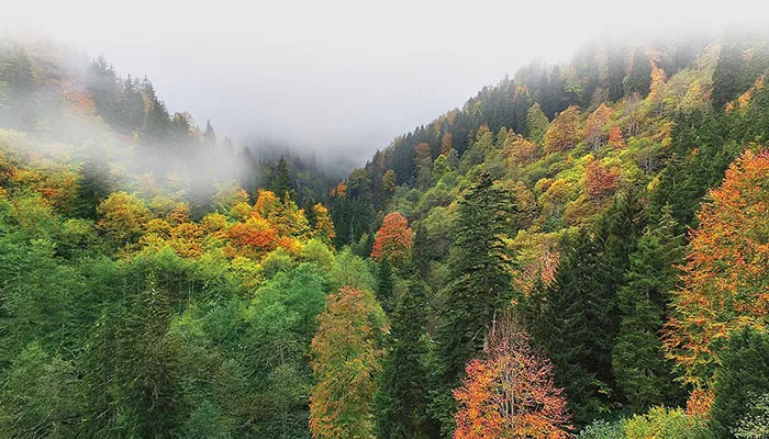 Sonbaharın Güzelliklerini Yansıtan Örümcek Ormanları