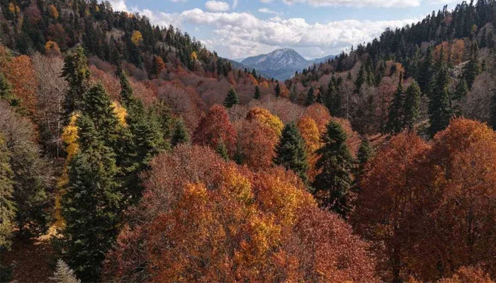 Yirce Kayın Ormanı Sonbaharın Renkleriyle Büyülüyor