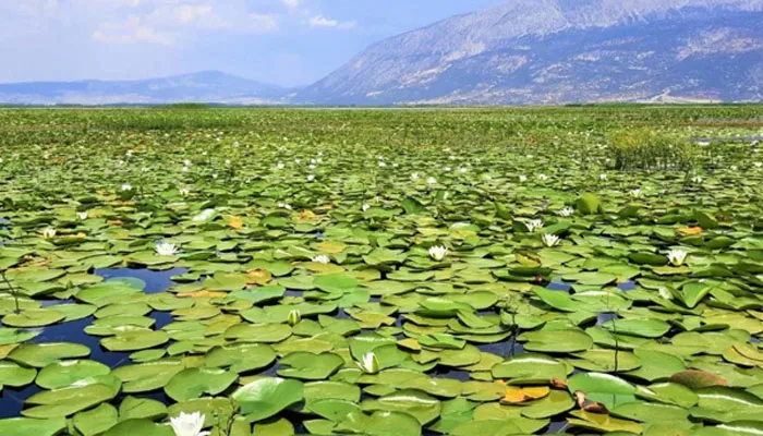 Nilüfer Çiçekleriyle Ünlü Işıklı Gölü