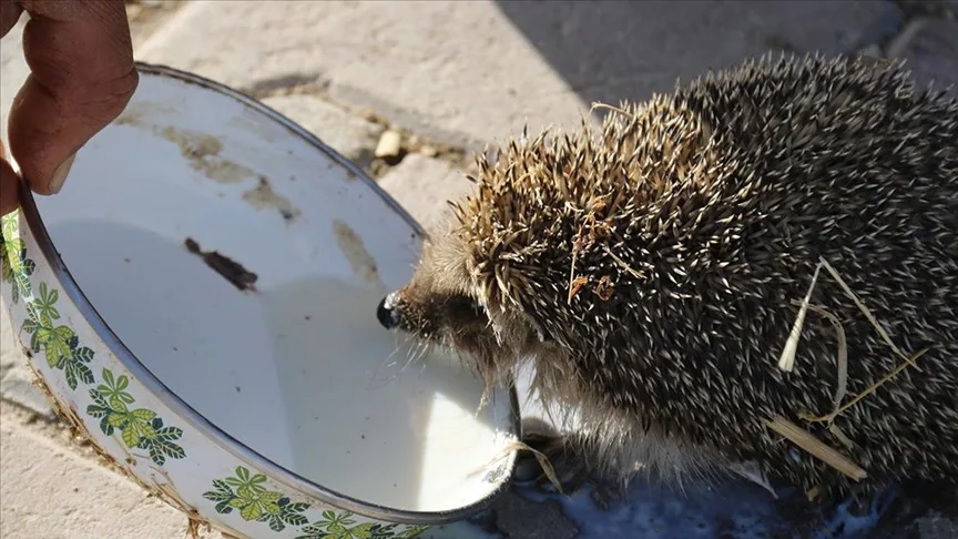 Aksaray’da bir çiftçi her sabah ahırına gelen kirpiyi sütle besliyor