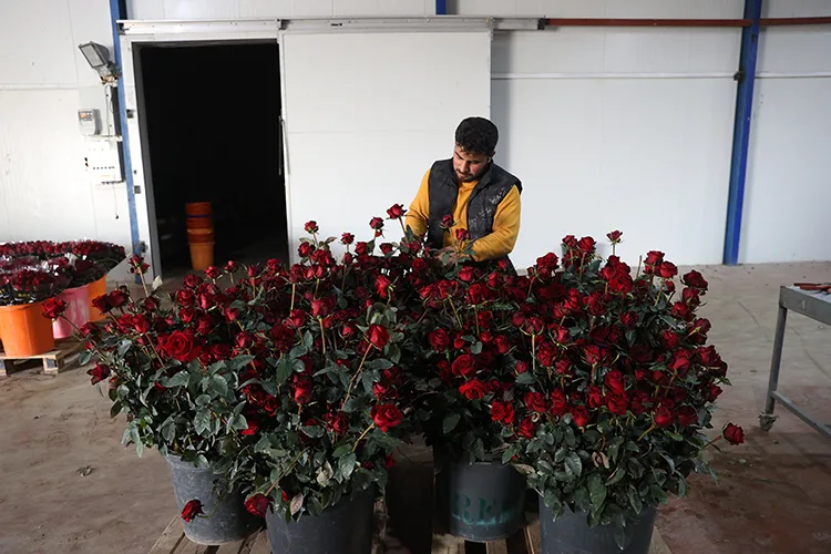 Antalyalı üretici yaylada kurduğu serada sebzeye alternatif gül yetiştiriyor