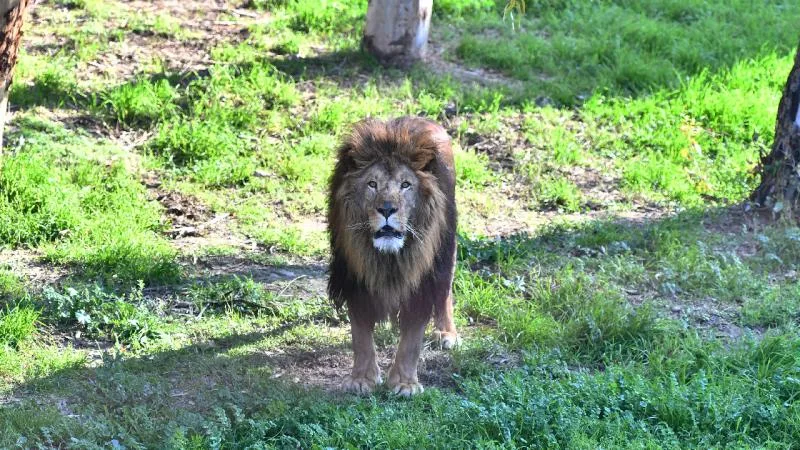 Yaban hayatı parkı maddi yetersizlik nedeniyle aslanları öldürdü