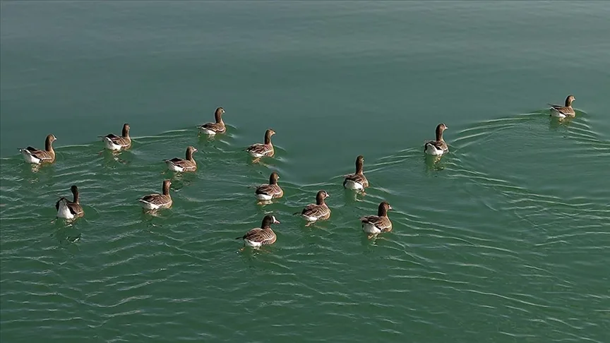 Kuş cenneti Erçek Gölü yaban kazlarına ev sahipliği yapıyor