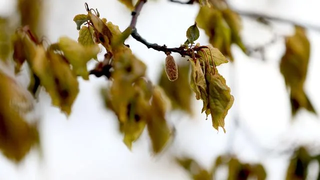 Zirai don nedeniyle üreticilere 23 milyar liralık hasar tazminatı