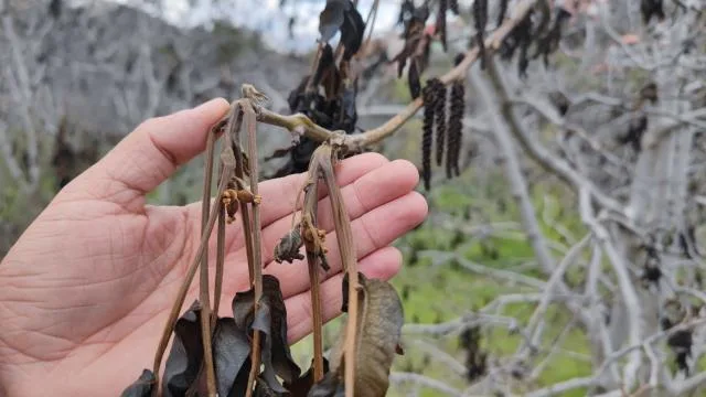 Zirai don kapsamında 798 milyon lira yeni destek ödemesi