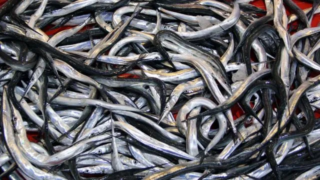 7 balık türü daha tescillendi