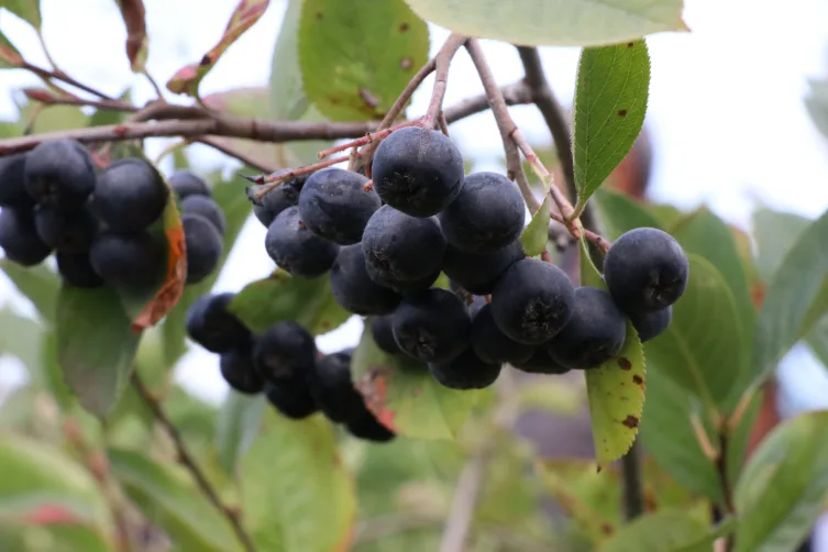 Destekler organik tarım üretimini artırdı