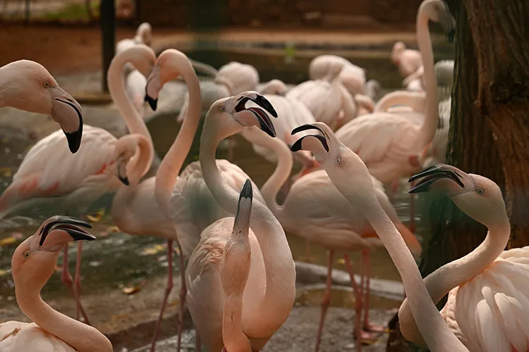 Gaziantep Doğal Yaşam Parkı, ara tatilde 325 bin kişiyi ağırladı