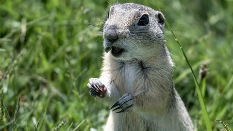 Doğal alanı bozulan kemirgenler, yerleşim yerlerine yöneliyor!