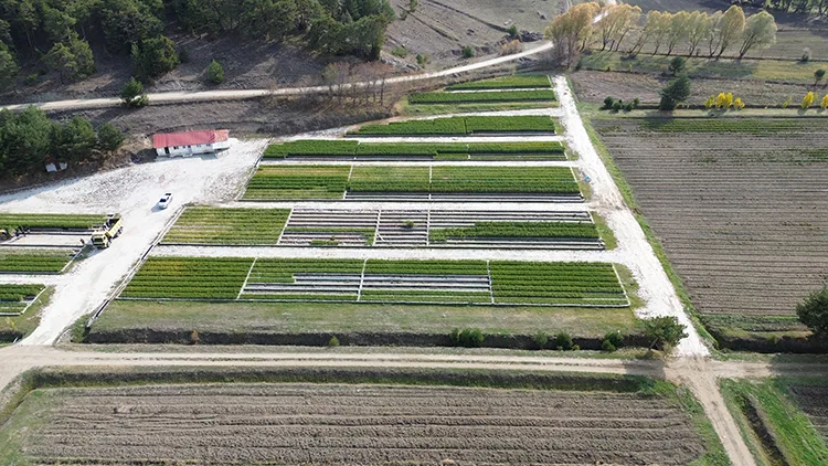 Yozgat’ta yetiştirilen fidanlar İç Anadolu Bölgesi’ni yeşertiyor