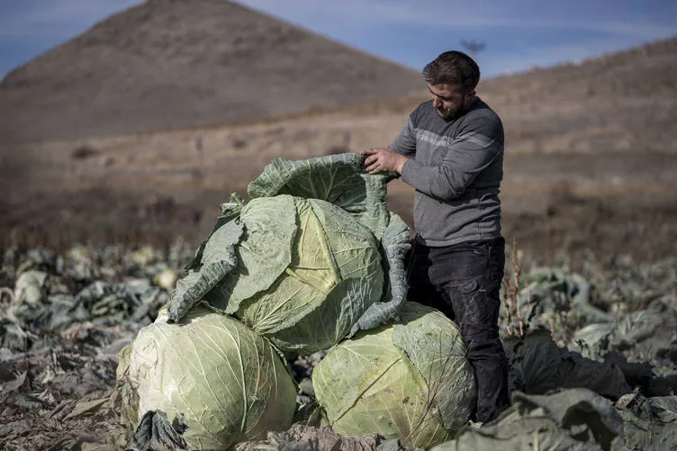 Pasinler Ovası’nda “ata tohumlarla” üretilen lahanalar üreticinin yüzünü güldürdü