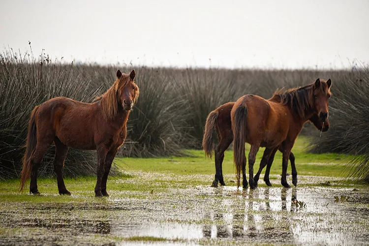 Kızılırmak Deltası her mevsim ziyaretçilerine ayrı güzellik sunuyor