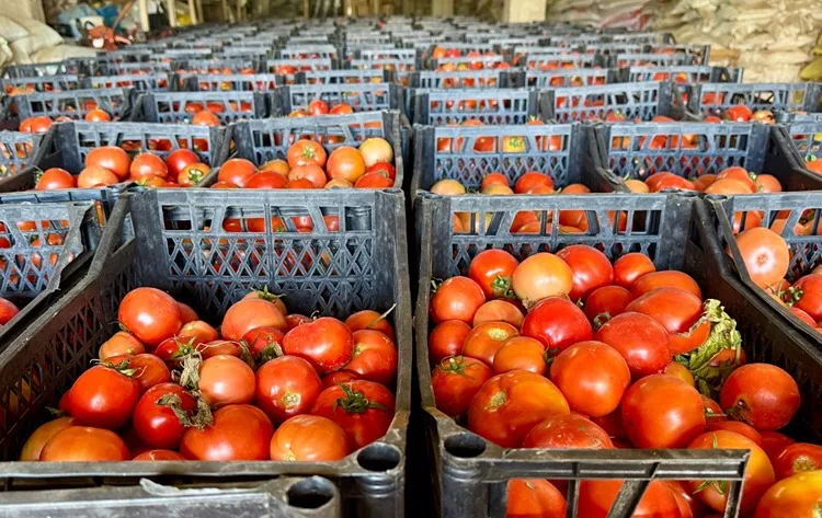 Kırşehir’de hükümlüler 400 dönümlük alanda tarım ve hayvancılığa katkıda bulunuyor