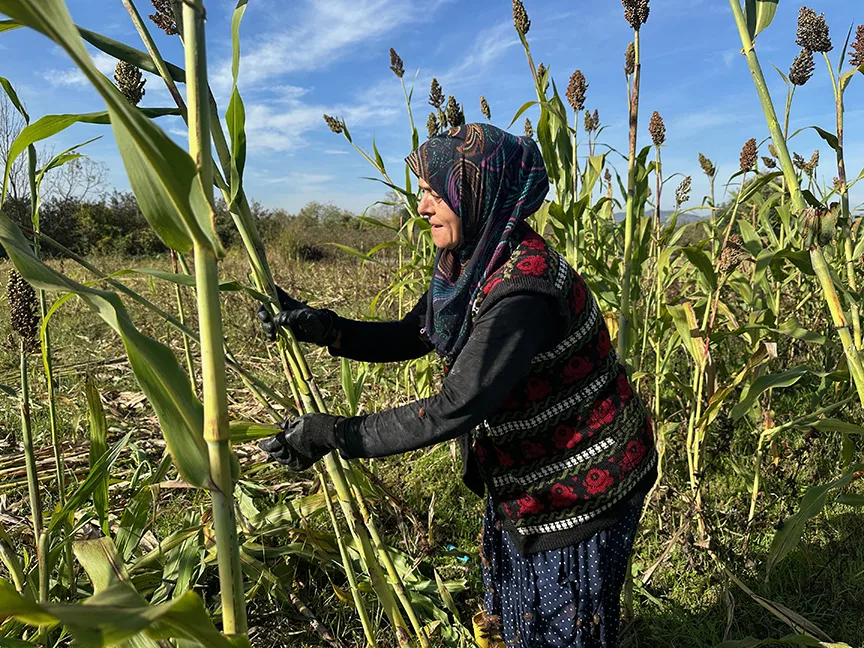 Devlet desteğiyle şeker kamışı eken kadın girişimci yılda 1 ton pekmez üretiyor
