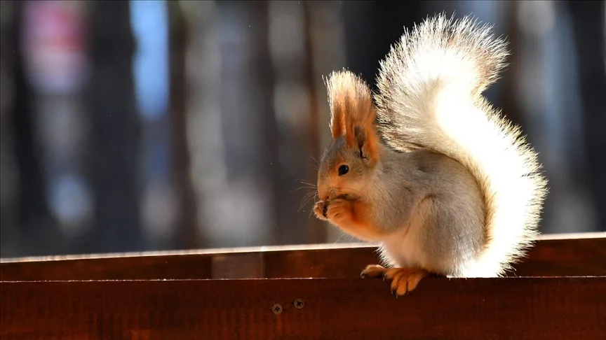 Kars’ta millet bahçesi yabani kuşlar ve sincaplarla renklendi