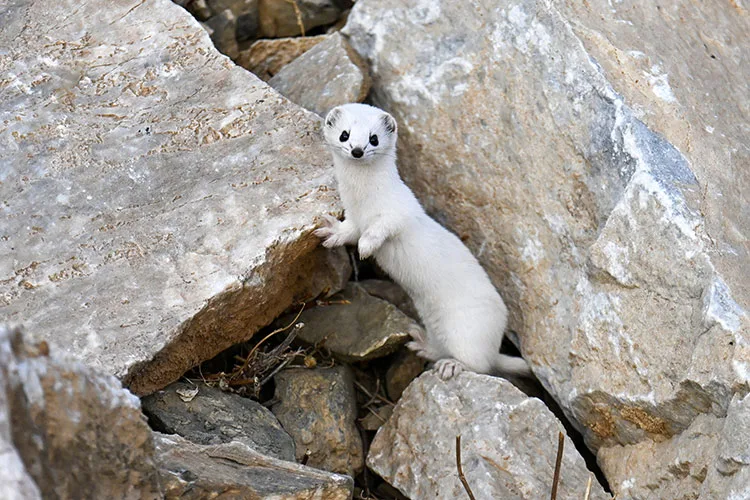 Van’da nesli koruma altındaki beyaz gelincik görüntülendi