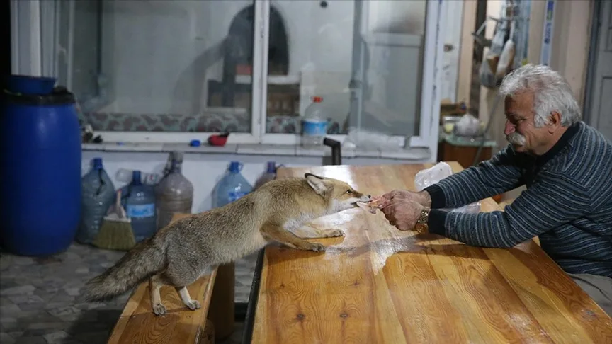 “Merdo” adını verdiği tilki ve ailesini elleriyle besliyor