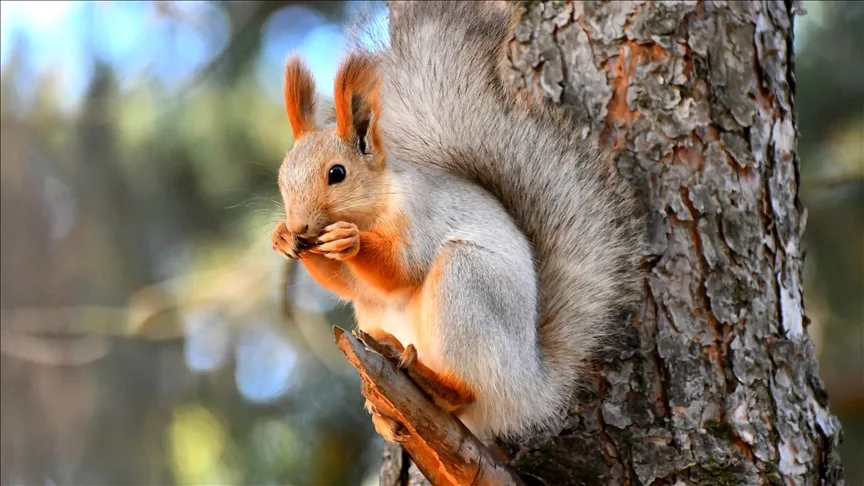 Kars’ta kızıl sincaplar kış uykusu hazırlıklarına başladı