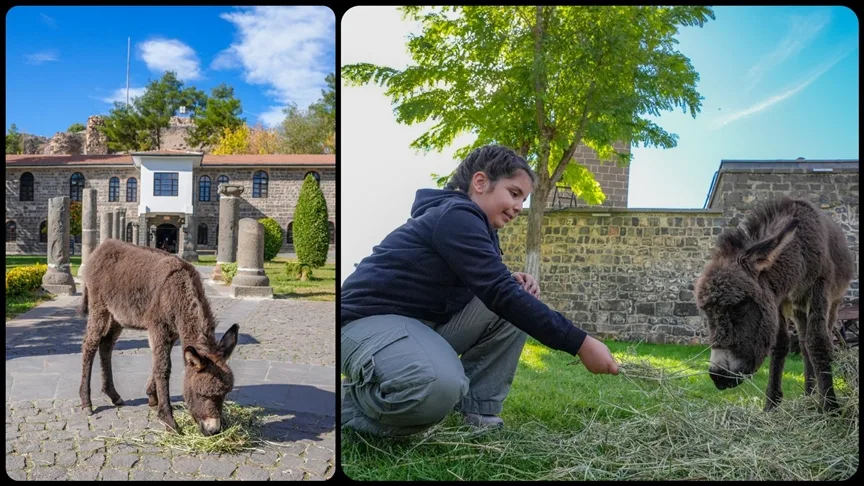 Müze bahçesinde koruma altına alınan sıpa “Midas” ziyaretçilerin sevgisini kazandı