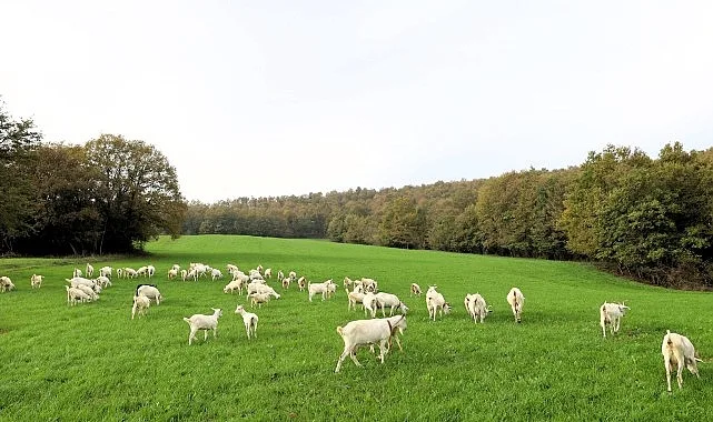 Süt otu desteği meraları berekete kavuşturdu
