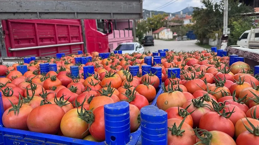 Isparta’nın Deregümü köyündeki domates seralarında hasat sezonu uzadı