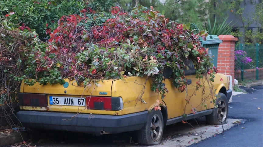 İzmir’de 8 yıldır park halindeki otomobili sarmaşıklar sardı