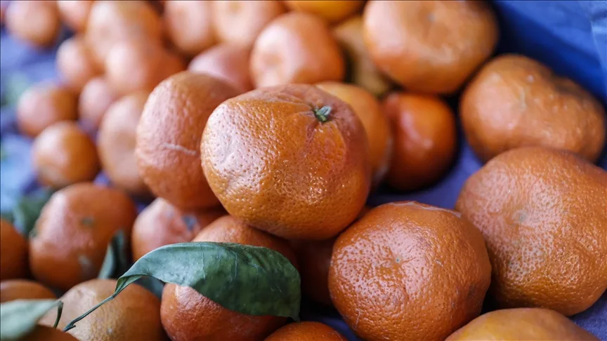 Türkiye’nin 10 aylık mandalina ihracatı 375 milyon dolara yükseldi
