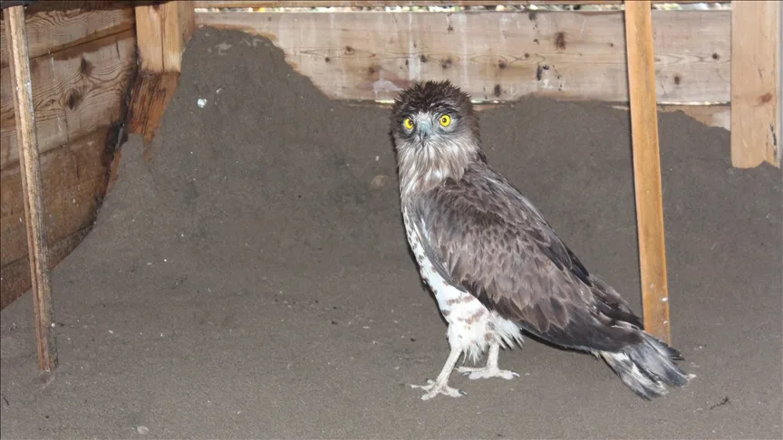 Tokat’ta yaralı bulunan yılan kartalı Samsun’da tedavi ediliyor