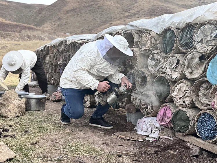 Çemikare Yaylası’nda kış öncesi yılın son kara kovan balı hasadı yapılıyor