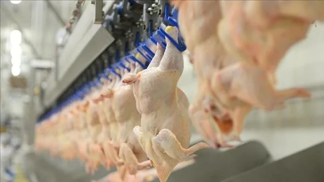 Tavuk eti üretimi arttı