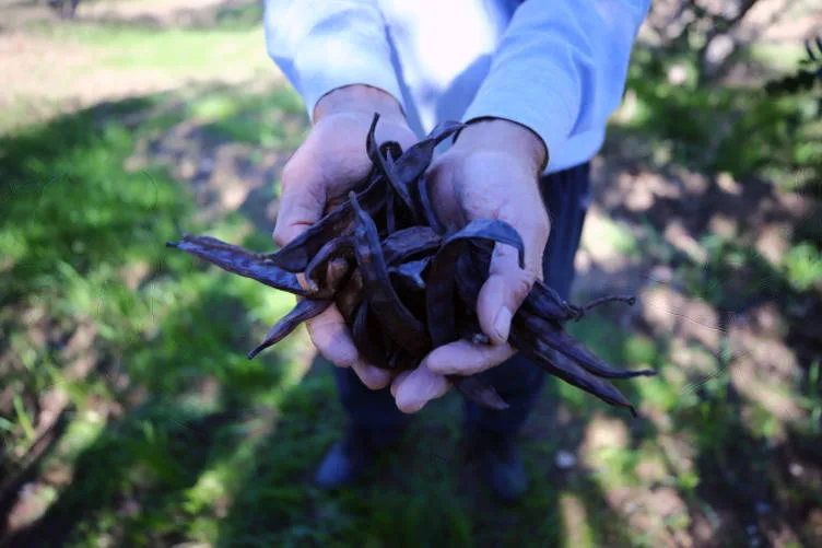 Kiraladığı çorak araziyi keçiboynuzuyla tarıma kazandırdı