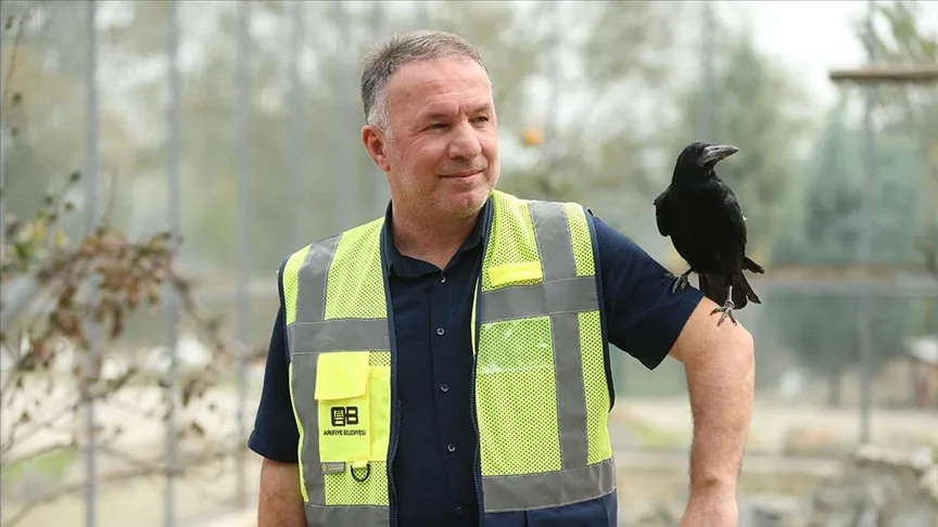 Sakarya’daki tabiat parkında iyileşen karga, insanlara yakınlığıyla dikkati çekiyor