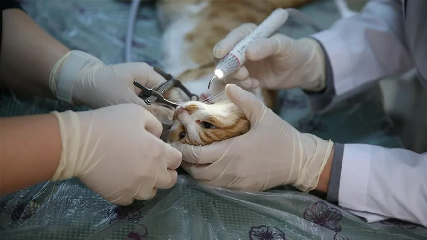 Diyarbakır’da “can dostlar”a uzmanlardan ağız ve diş tedavisi hizmeti