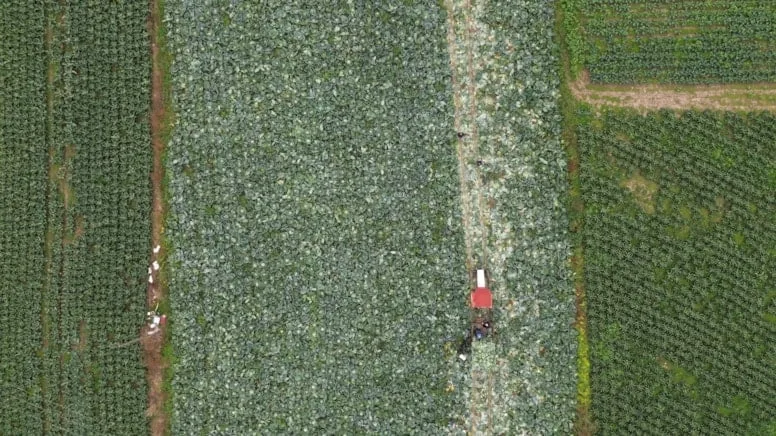 Çorbası da turşusu da şifa: Hasadı başladı, kilosu 8 lira