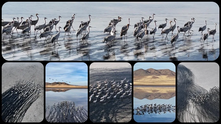 Su seviyesi yükselen Tuzla Palas Gölü’nde kuş popülasyonu arttı