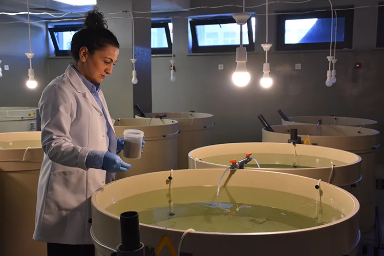 Kalkan balığının sürekliliği için 28 yılda 120 bin yavruyu Karadeniz’e bıraktılar