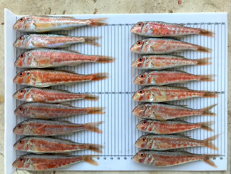 Akademisyenler Karadeniz’de bazı balık türlerinde mikroplastikleri araştırdı