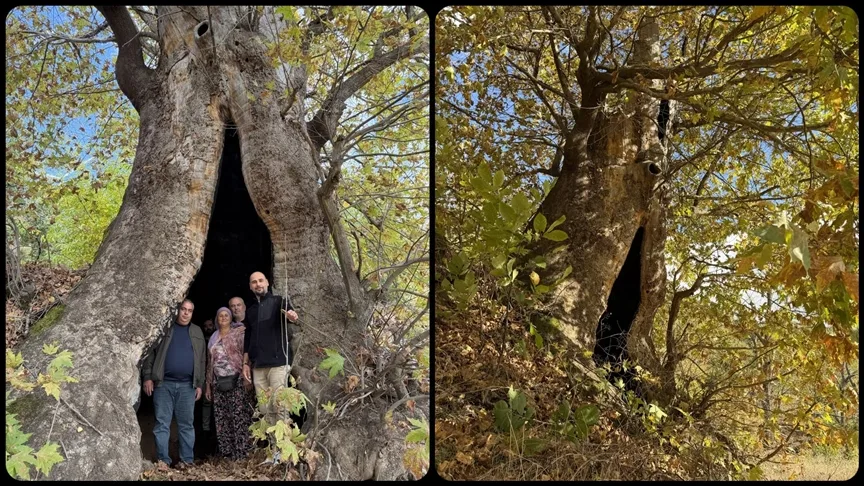 Aydın’da mahalleliden dev çınar ağacı için tescil isteği