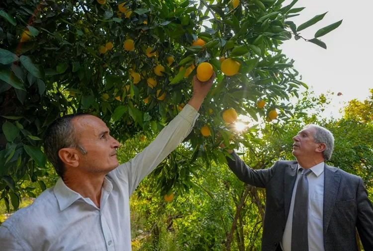 Diyarbakır’da “ya tutarsa” diye dikilen narenciye ağaçları meyve verdi