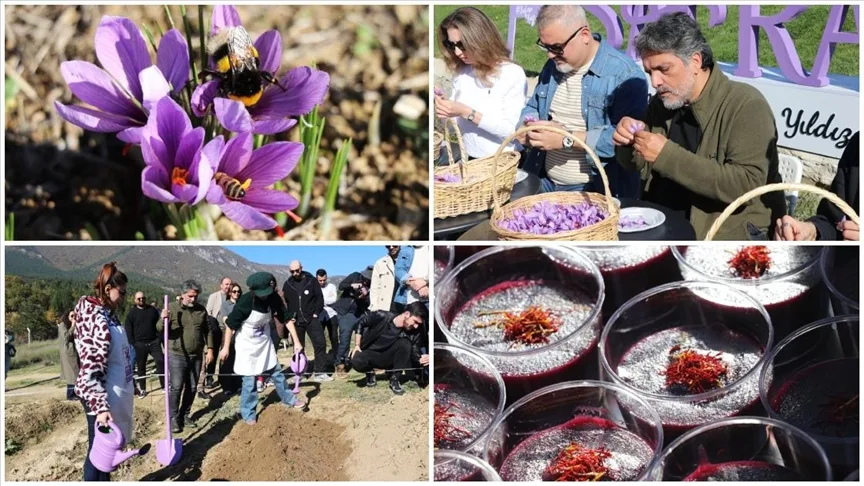 Karabük’te “Safran İmecesi” etkinliği düzenlendi