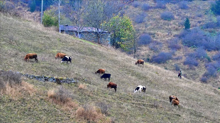 Zirvedeki Saveriksa Yaylası’nda besicilerin mesaisi sürüyor