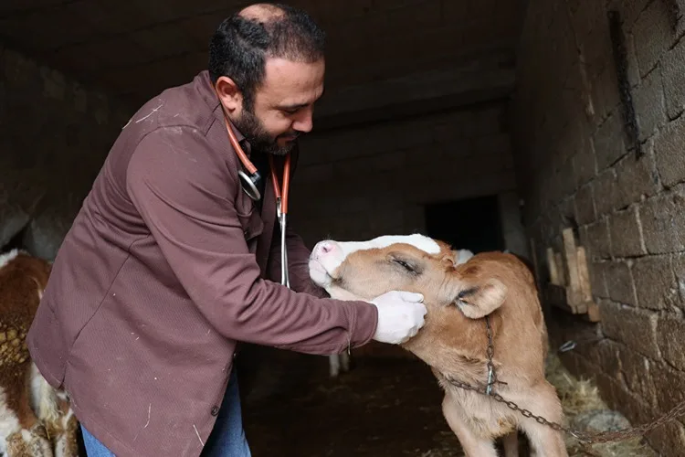 Genç veteriner “Uzman Eller Projesi” ile büyükbaş işletmesini büyüttü