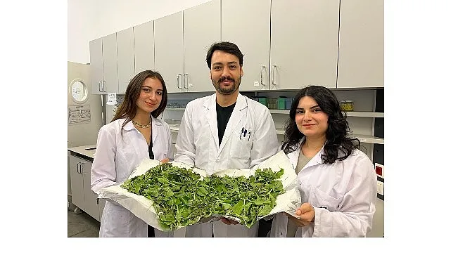 BİLGİ’li öğrenciler antibiyotik direncine karşı yenilikçi ve doğal bir yöntem geliştirdi